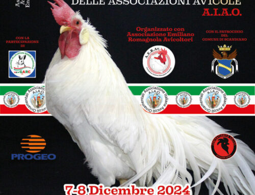 7-8 Dicembre – Campionato Italiano delle Associazioni Avicole AIAO – Scandiano (RE)